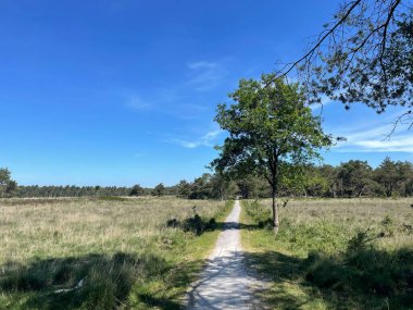 Hollanda, Drenthe 'deki Uffelte Ormanı