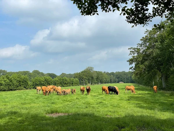 Herd Cattle Lippenhuizen Friesland Netherlands — Stockfoto