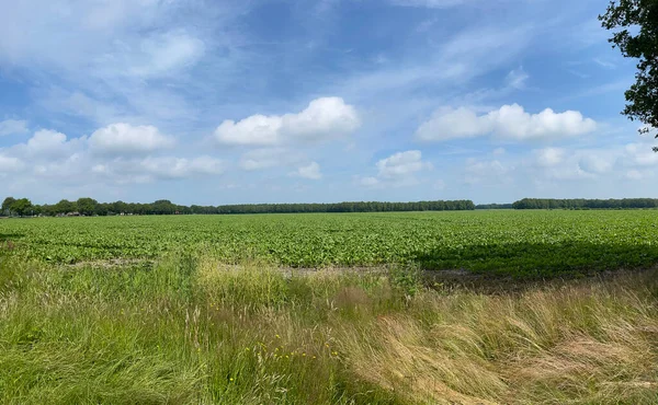 Panorama Tierras Cultivo Alrededor Hemrik Frisia Los Países Bajos — Foto de Stock