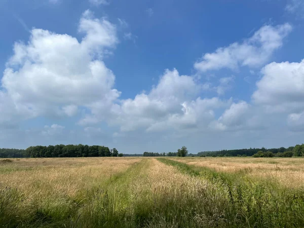 Naturschutzgebiet Rund Olterterterp Friesland Die Niederlande — Stockfoto
