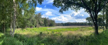 Hollanda, Drenthe 'deki Wapse çevresindeki ormandan panorama