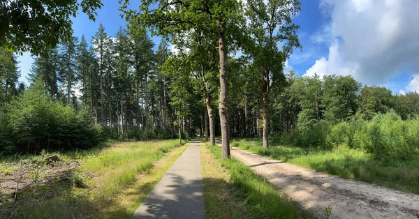 Panorama Floresta Torno Boschoord Drenthe Países Baixos — Fotografia de Stock