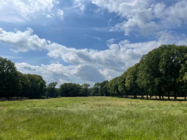 Hollanda 'nın Drenthe bölgesindeki Diever Ormanı
