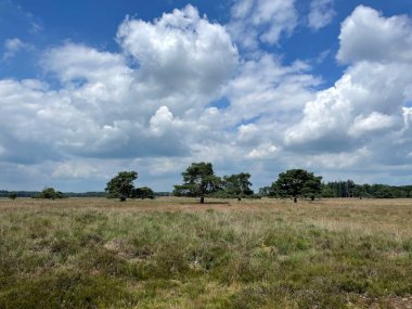 Drenthe Hollanda 'daki Ulusal Park Sahnesi Drenthe-Friese Wold