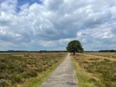 Drenthe Hollanda 'daki Ulusal Park Sahnesi Drenthe-Friese Wold