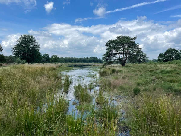 Hollanda Drenthe Deki Ulusal Park Taki Drents Friese Wold Gölü — Stok fotoğraf