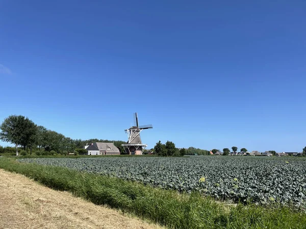 Windmolen Paesens Friesland — Stockfoto