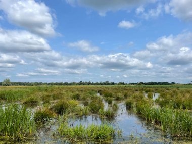 Hollanda 'nın Friesland bölgesindeki Doğa rezervi