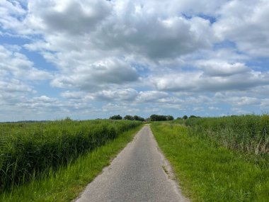 Hollanda 'nın Friesland bölgesindeki Doğa rezervi