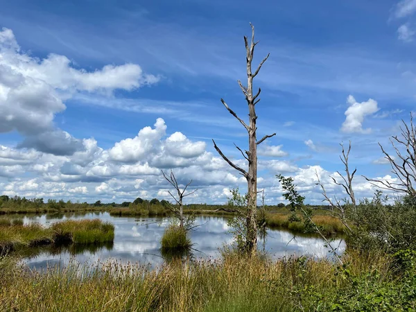 Hollandiai Drenthe Ban Található Dwingelderveld Nemzeti Park Díszlete — Stock Fotó