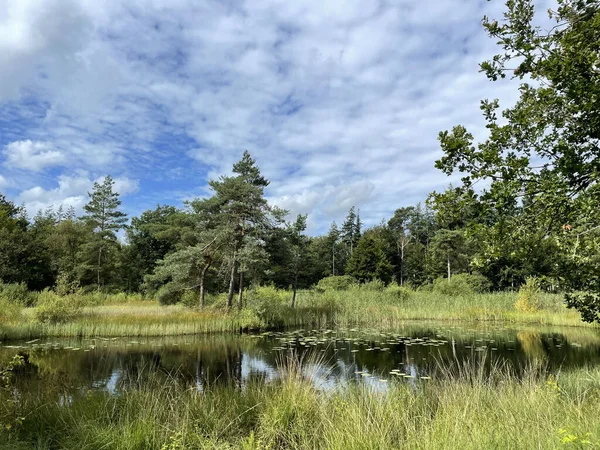 Hollanda Friesland Wijnjewoude Çevresindeki Göl Orman — Stok fotoğraf