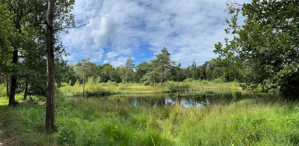 Hollanda Friesland Daki Wijnjewoude Çevresindeki Bir Gölet Ormandan Panorama — Stok fotoğraf