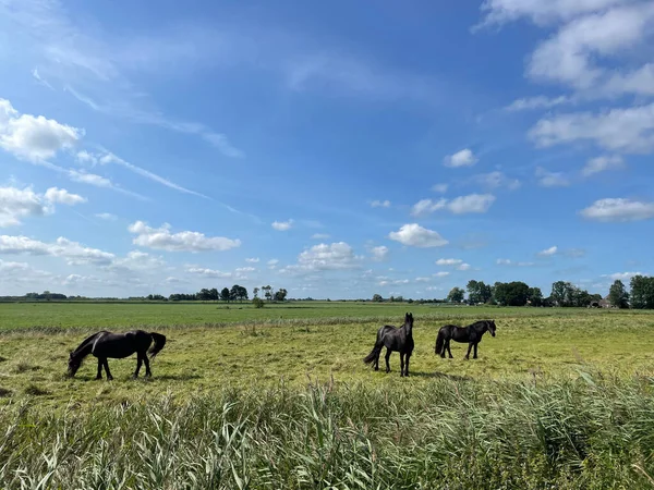 Paarden Friesland Nederland — Stockfoto