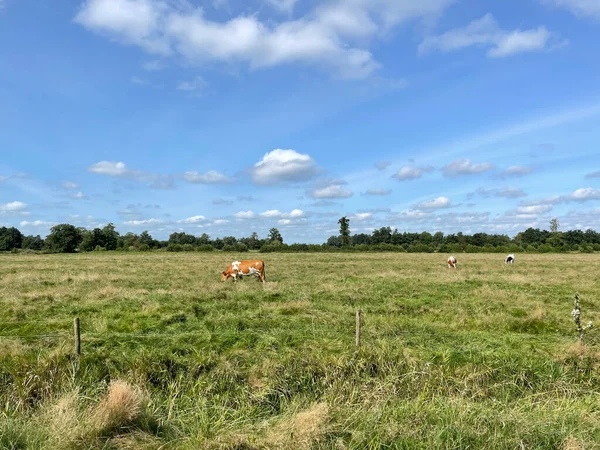 Kühe Friesland Niederlande — Stockfoto