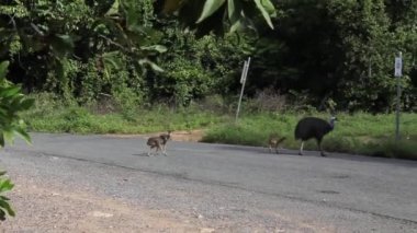 cassowary bebekler Avustralya ile karşıya