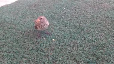 Galapagos Adaları, Ekvador 'da ekmek kırıntıları yiyen serçe.