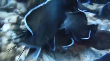 Paskalya adasında dalış, Rapa Nui