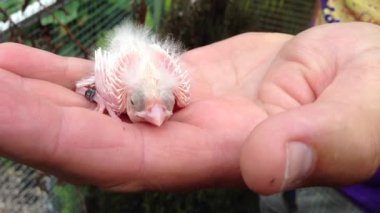Hollanda 'da genç doğmuş bir kanarya