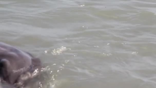 Delfín en la reserva Monkey Mia — Vídeos de Stock