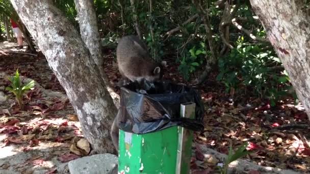 Les ratons laveurs ramassent de la nourriture dans la poubelle — Video