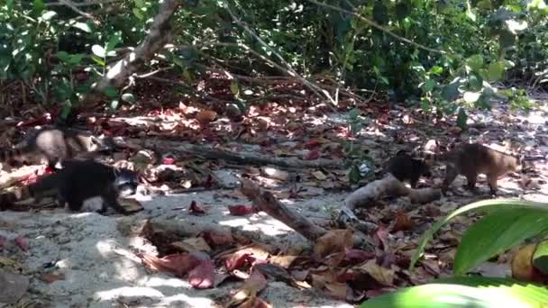 Ratons laveurs se promenant dans la forêt — Video