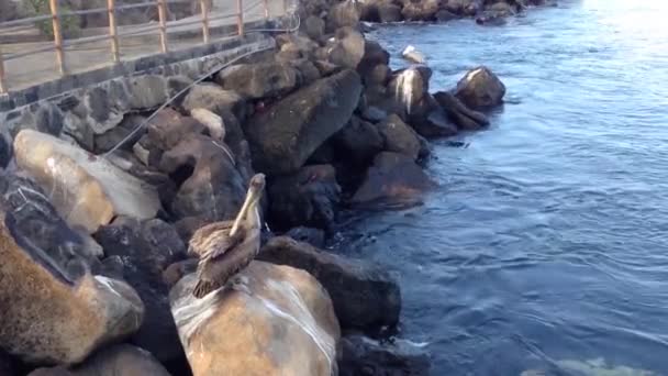 Pelikán a szikláknál San Cristobal, Galapagos-szigetek, Ecuador — Stock videók