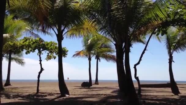 Palme alla spiaggia di Jaco in Costa Rica — Video Stock