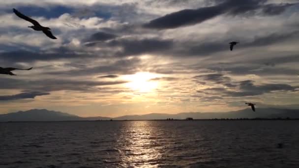 Aves frente al atardecer mientras se dirigen a Tasos Grecia — Vídeos de Stock