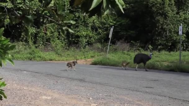 Cassowary cruzando la calle con bebés en Australia — Vídeos de Stock