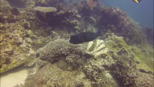 Стрибки в коралову бухту (Австралія). — стокове відео