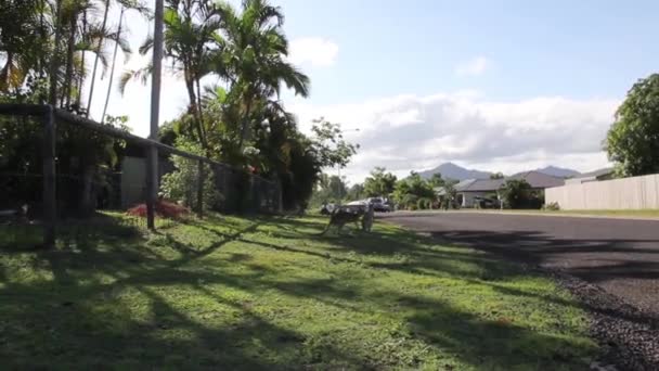 Wallabies w misji beach, Stany Zjednoczone Ameryki — Wideo stockowe