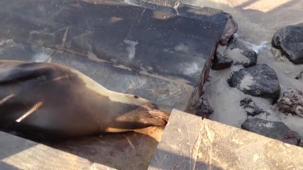 Zeeleeuw naar strand in san cristobal galapagos eilanden, ecuador — Stockvideo