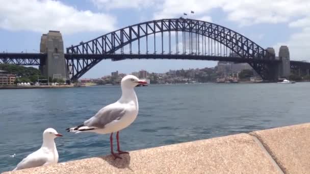 Gaivotas em frente à ponte do porto de Sydney, na Austrália — Vídeo de Stock