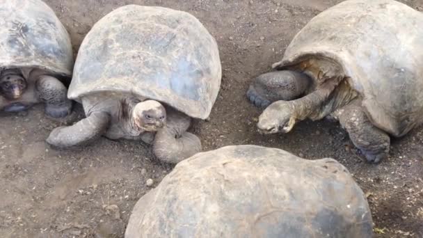 Galápagos tortuga gigante en las Islas Galápagos, Ecuador — Vídeo de stock