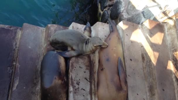 Zeeleeuwen op de boulevard naar san cristobal, galapagos eilanden, ecuador — Stockvideo