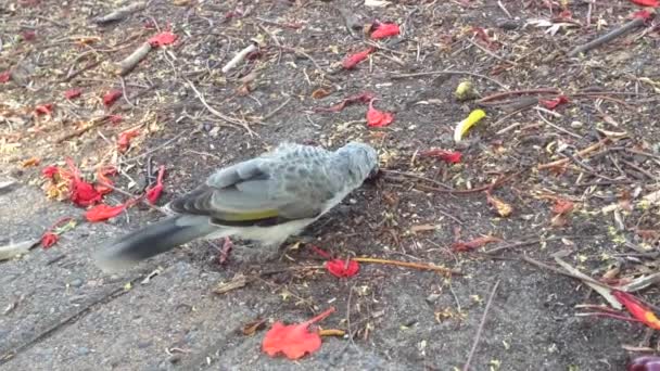 Noisy miner eating seeds in Australia — Stock Video