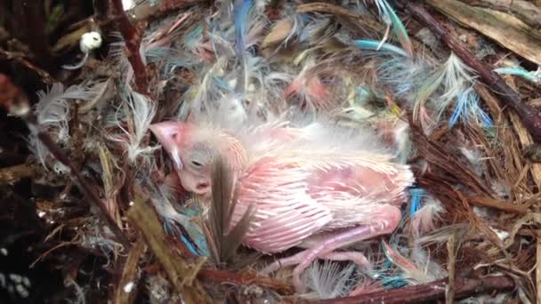 Kanarienvogelbaby im Nest Niederlande — Stockvideo