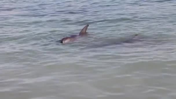 Two dolphin at Monkey Mia reserve — Stock Video