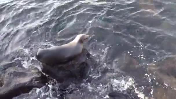 Sea lions at the rocks in the water at the Galapagos Islands, Ecuador — Stock Video