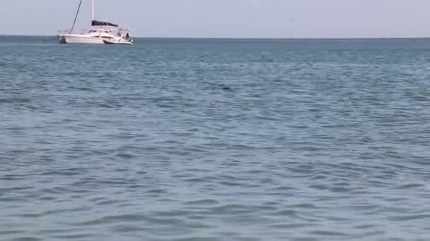 Дельфины в заповеднике Обезьяна Миа в Западной Австралии — стоковое видео