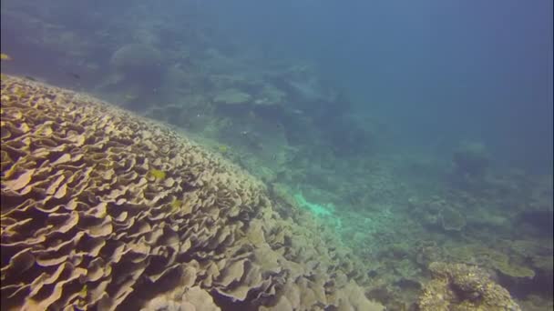Dykning vid korallbukten, Australien — Stockvideo