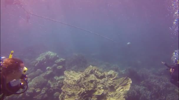 Diving at coral bay, Australia — Stock Video