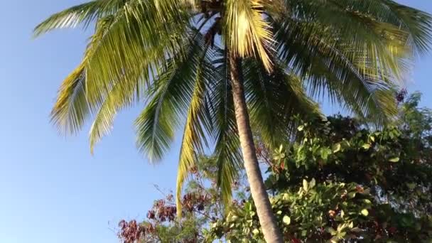 棕榈树的画法，鸟飞在克波斯哥斯大黎加 — 图库视频影像