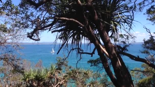 Segelbåt framför kusten i Noosa Australien — Stockvideo