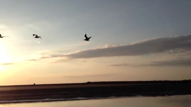 ケポス コスタリカで夕日を飛んでいる鳥 — ストック動画