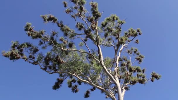 Un montón de pájaros en un árbol en Australia — Vídeo de stock