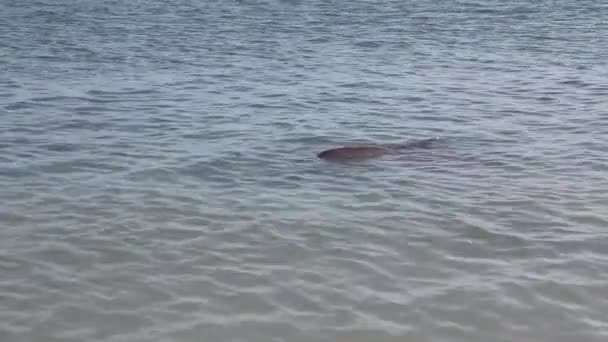 Дельфин в заповеднике "Обезьяна Миа" — стоковое видео