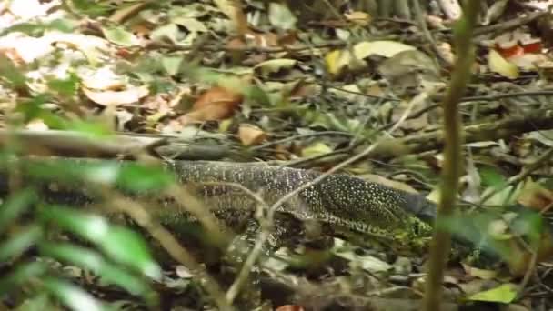 Большая ящерица гуляет по лесу в Австралии — стоковое видео