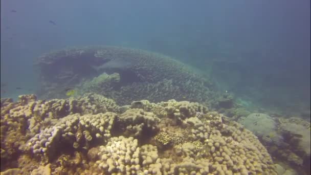 Nurkowanie z rekinami w zatoce koralowej, Australia — Wideo stockowe