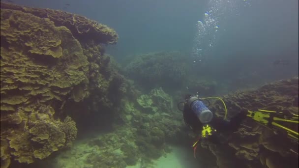 Diving at coral bay, Australia — Stock Video
